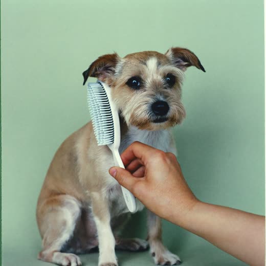 A terrier having its coat brushed