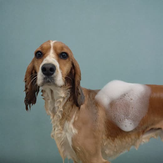 A spaniel mid-bath with shampoo lather on its coat
